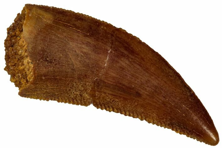 Serrated, Raptor Tooth - Real Dinosaur Tooth #296719